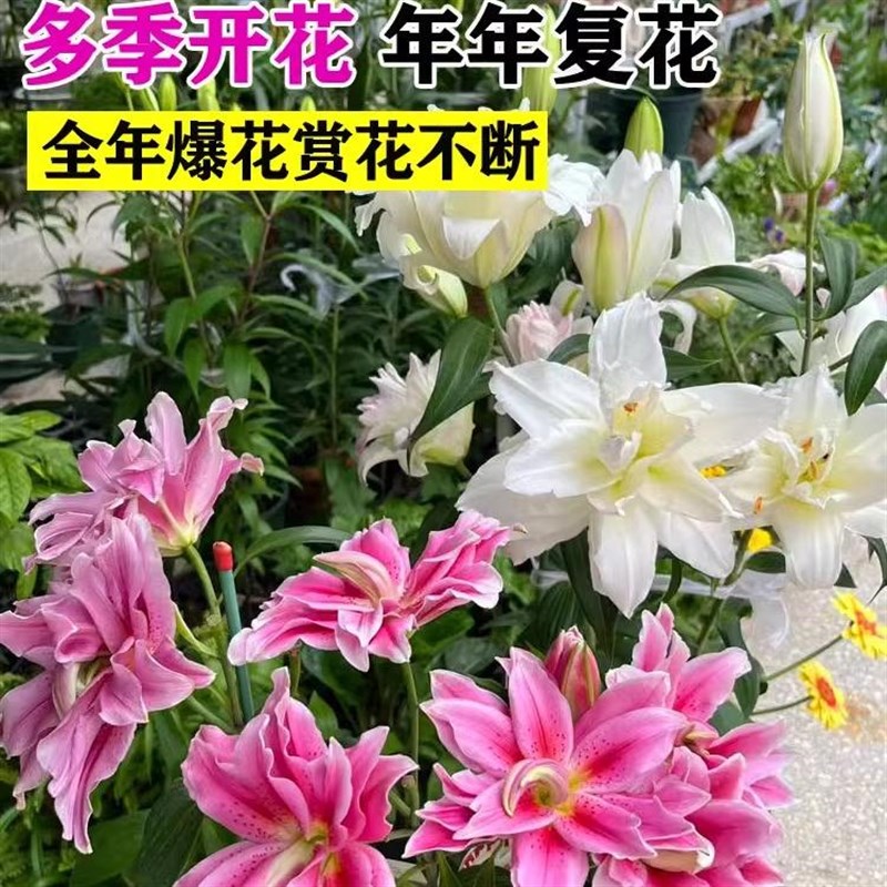 速发重瓣植合花种球带盆好养易活台室内花卉百物百合芽栽花