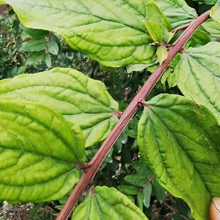 云南深山中药材新鲜马桑树根马桑叶 马桑根中药材包邮