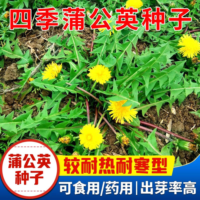 蒲公英种子可食用婆婆丁野菜王种籽四季盆栽药用菜种籽各种菜种子