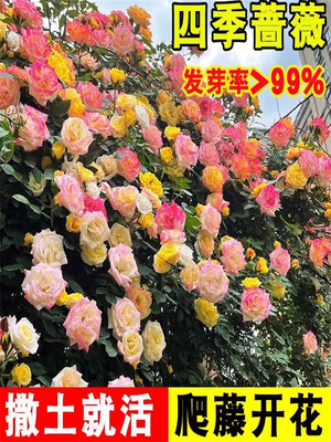 月季爬藤蔷薇花种籽子循环开花盆栽花卉玫瑰花苗大花庭院观赏植物