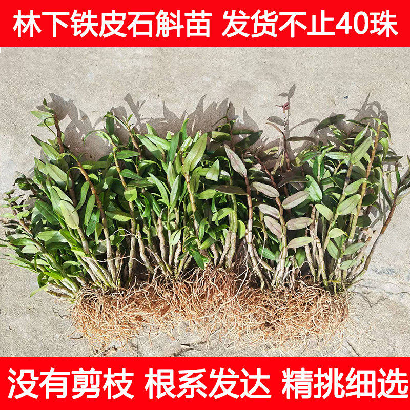 铁皮石斛4年苗40珠霍山原种林下石斛铁皮石斛苗可种植可食用开花