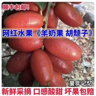 云南当季网红羊奶果新鲜现摘牛奶果酸甜胡颓子水果孕妇稀有水果