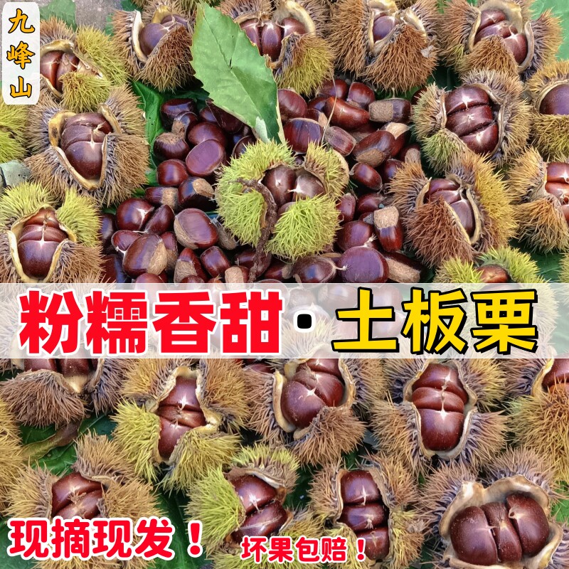 九峰山新鲜土板栗可生吃毛栗子