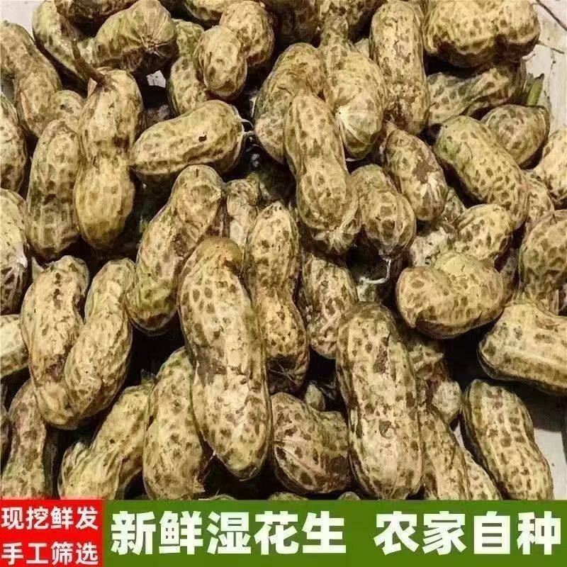 2026年新鲜湿花生现挖现发带壳新花生粉皮颗粒小白沙可生吃水煮