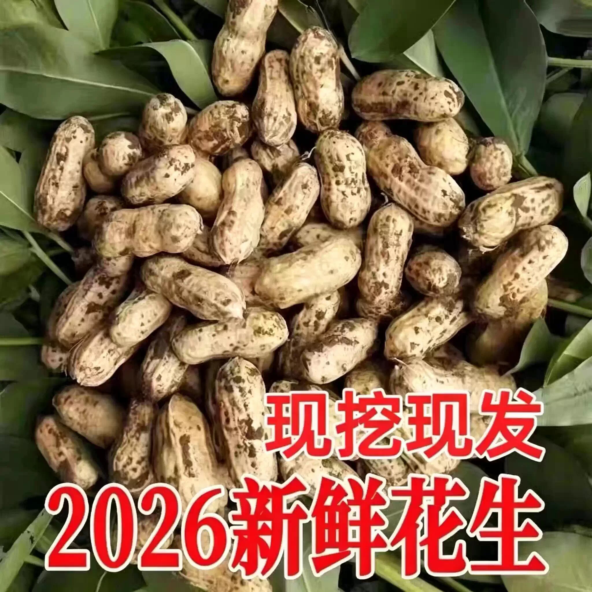 26年新货新鲜现挖带壳花生鲜嫩粉皮湿花生带泥花生可水煮农家自种