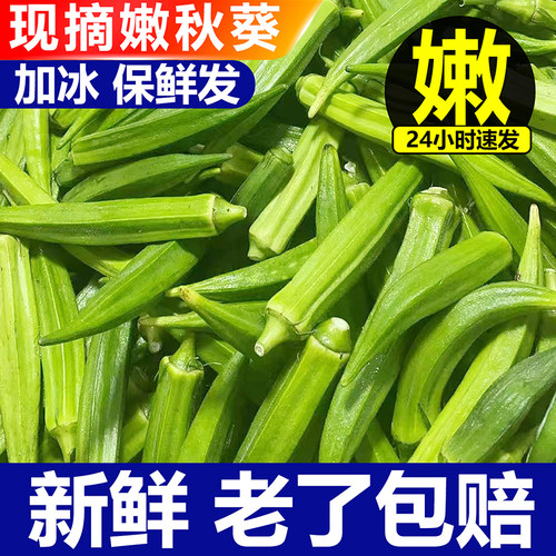现货福建新鲜水果秋葵黄秋葵羊角豆农家现摘现发1/3/5斤绿色蔬菜