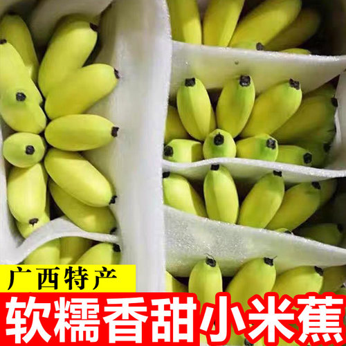 当季现砍现发5斤小米蕉自然熟