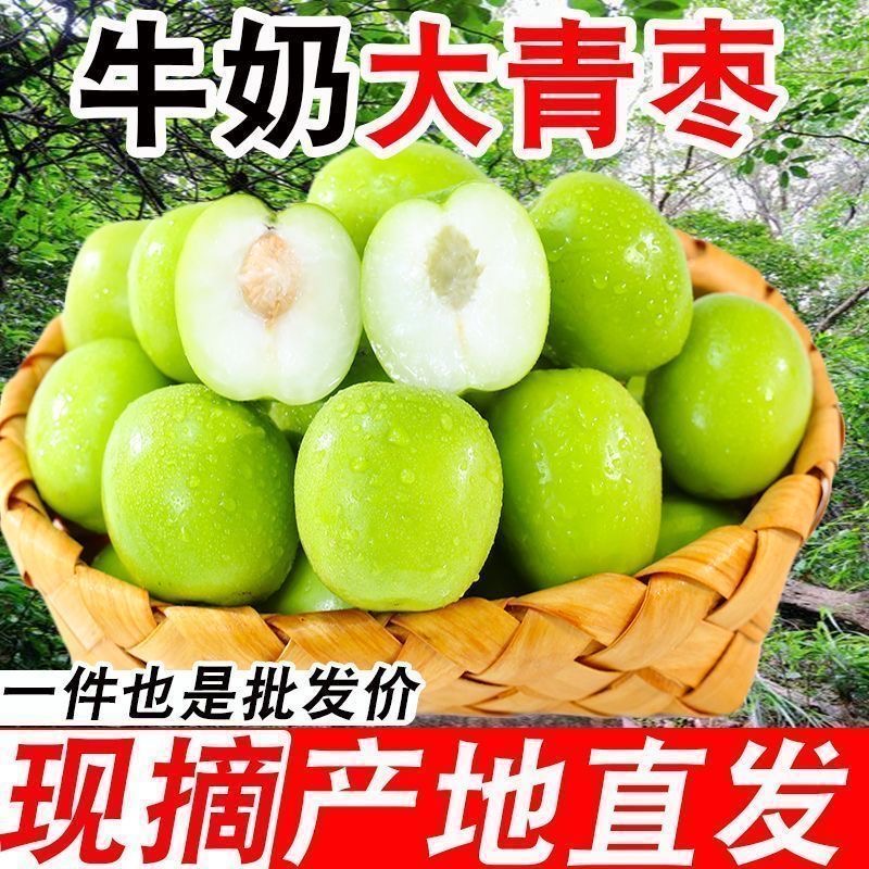 现货福建牛奶枣大青枣台湾贵妃牛奶蜜枣新鲜苹果脆甜冬枣子包邮