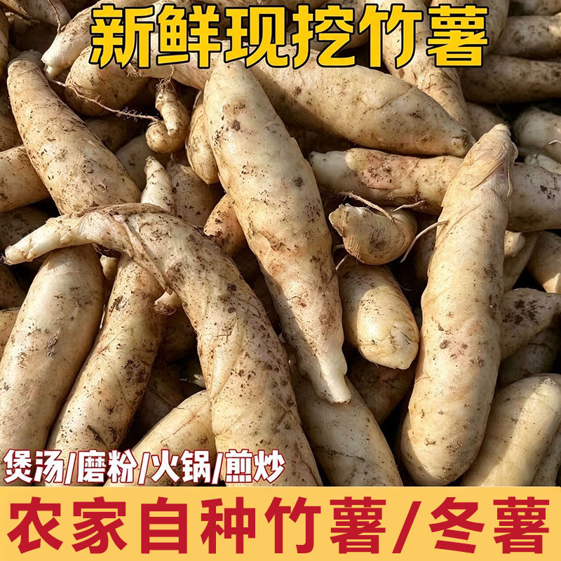 新鲜网红竹薯小果冬粉薯沙谷米东京薯新鲜批发适合煎炸