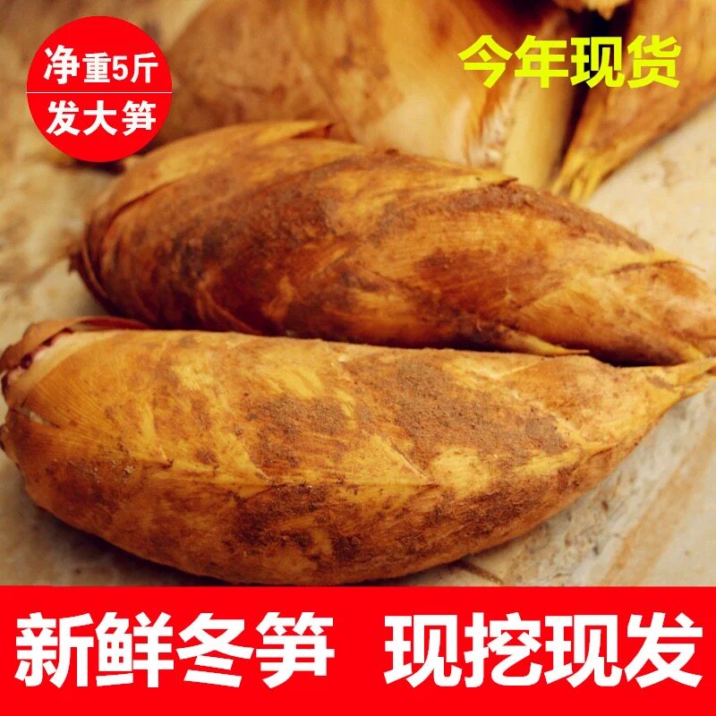 2025年新鲜冬笋现挖广西农家冬笋黄泥笋当季新鲜蔬菜楠竹冬笋5斤