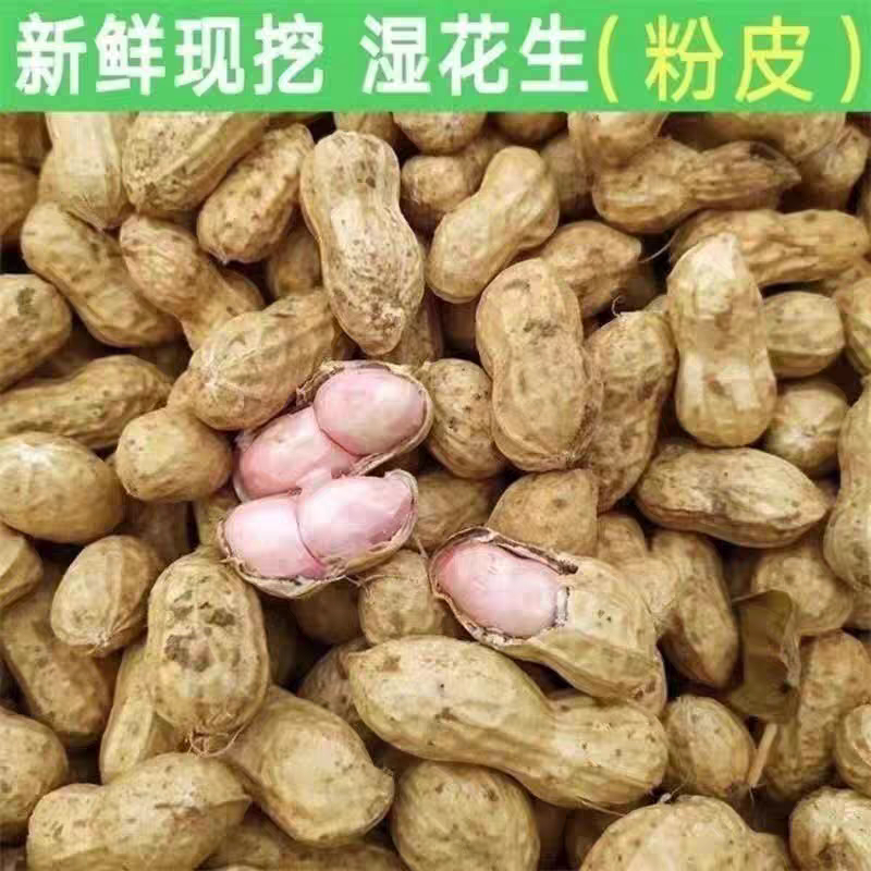 26年新鲜湿花生农家种植现挖带壳带泥新鲜花生水煮粉皮湿花生