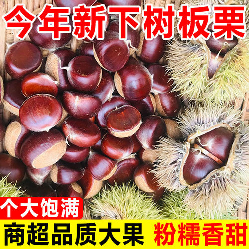 2026板栗生新鲜云南老树油栗子野生毛栗子迁西板栗野生锥毛栗子