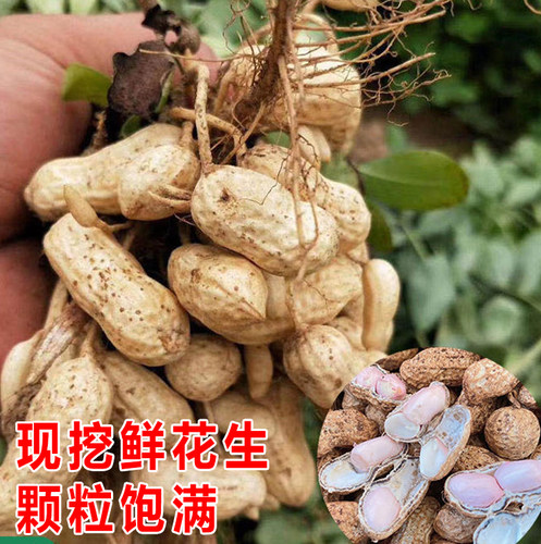 2026年新鲜湿花生红皮湿花生农家自种带泥花生湿带壳现挖现发