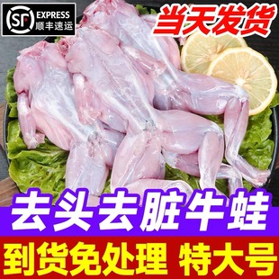 新鲜牛蛙鲜活速冻特大田鸡牛蛙腿去内脏去皮火锅烧烤食材冷水水产