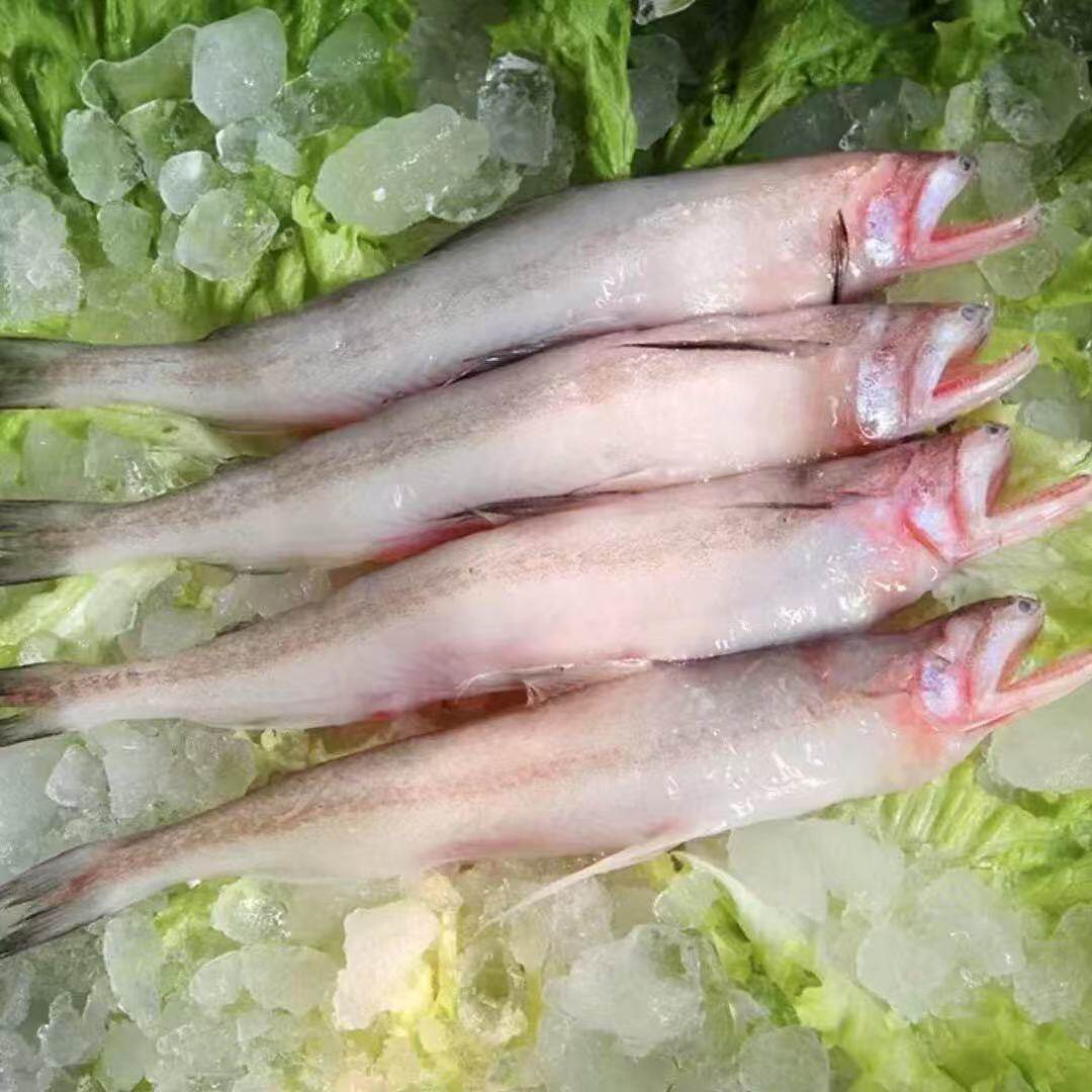 豆腐鱼龙头鱼鲜鱼