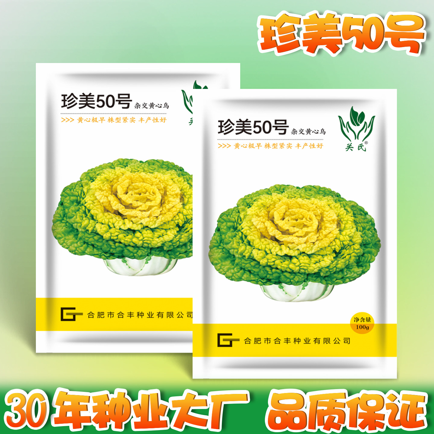 珍美50号黄心乌种子过冬耐寒抗冻乌塌菜籽青菜地栽矮脚大白菜种子