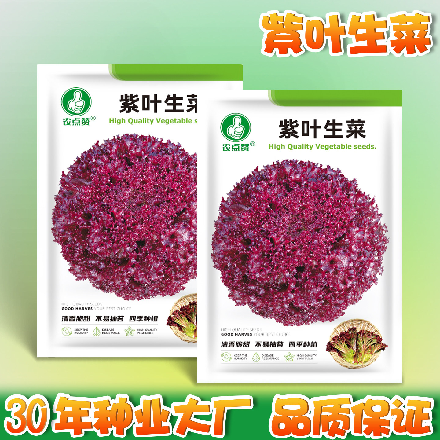 紫叶生菜种子盆栽四季紫生菜籽种四季紫色生菜种子阳台红叶生菜籽