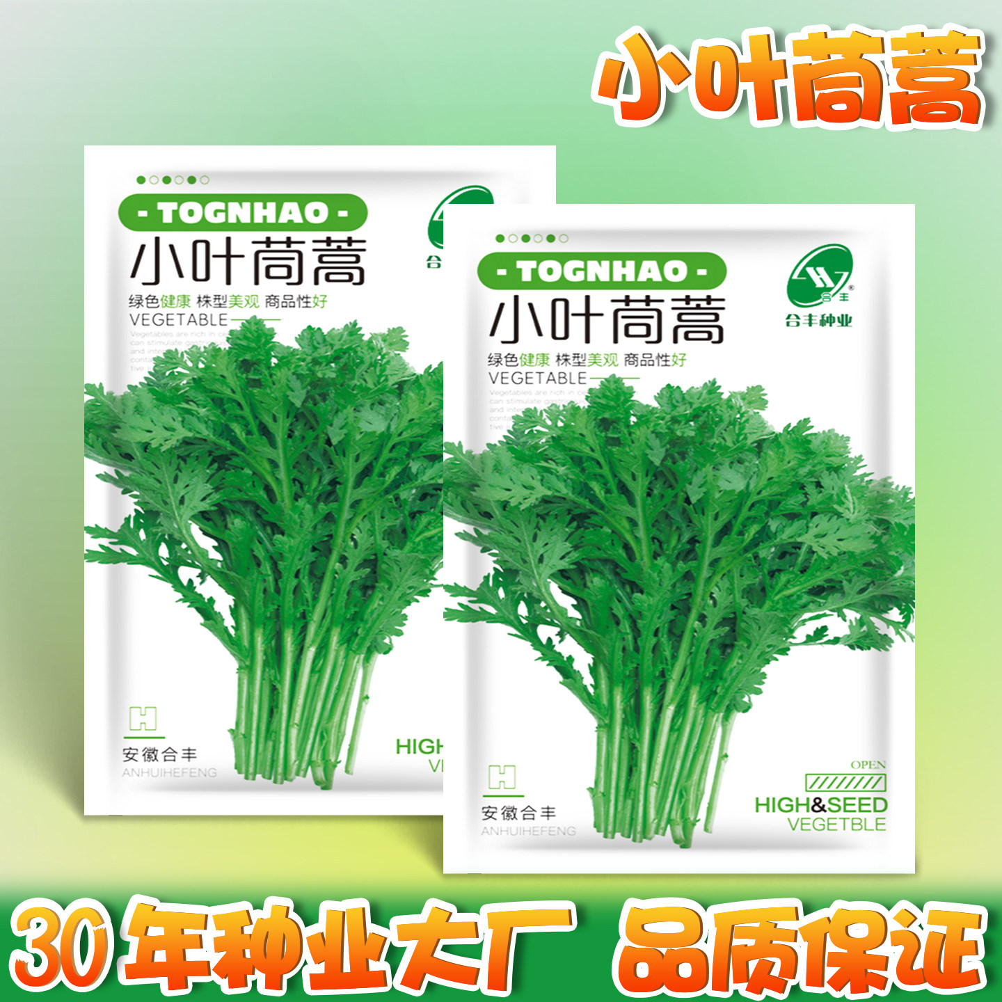 小叶茼蒿种子茼蒿菜种籽光杆茼蒿菜籽蒿子秆籽清香高杆皇帝菜种籽