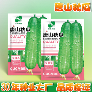 唐山秋黄瓜种子本地老品种黄瓜种籽子土黄瓜苗爬藤搭架小黄瓜籽种