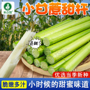 甜杆高梁种子 超甜绿皮青皮甘蔗种子甜杆种籽种植简单高产耐旱