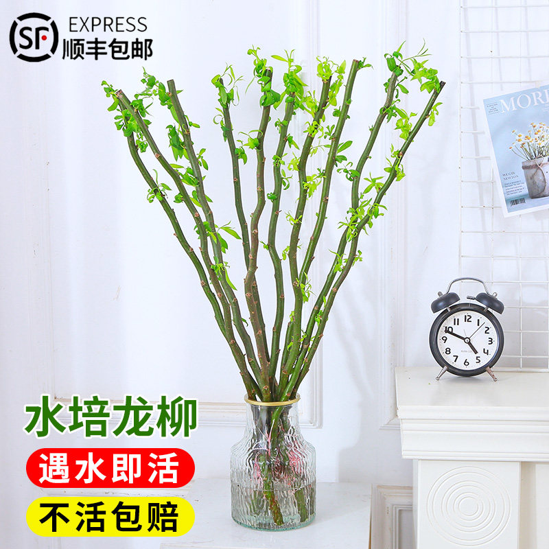 水培植物龙柳鲜枝干枝插花客厅桌面四季好养水养遇水长叶吊钟植物