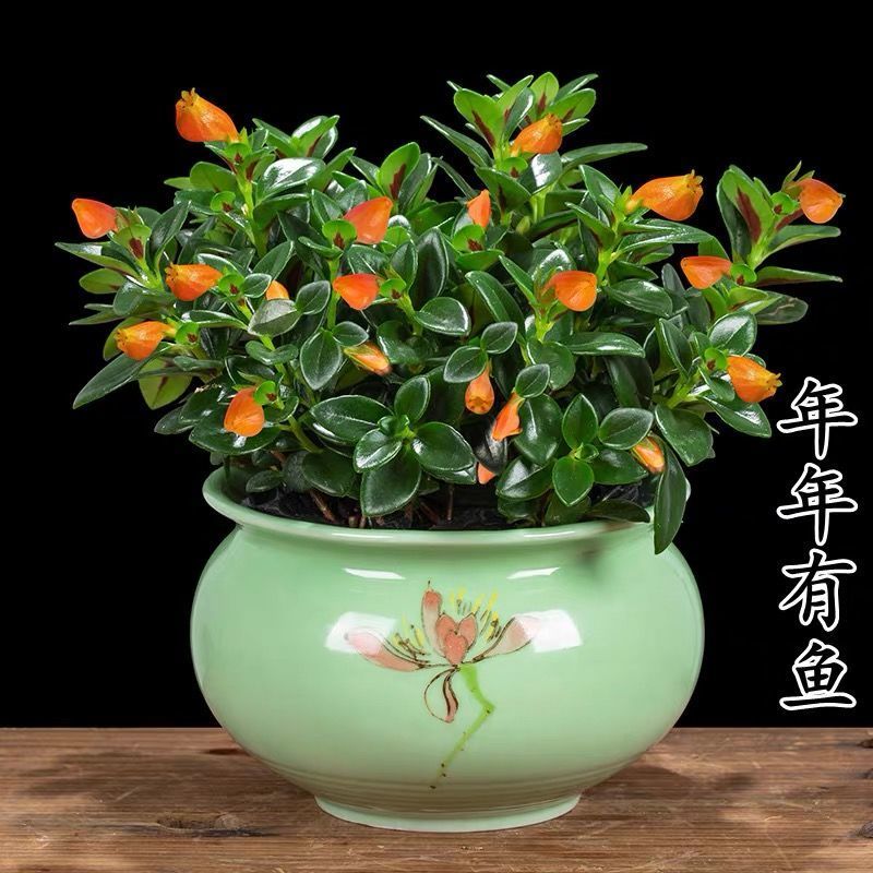 金鱼花吊兰金鱼花盆栽金鱼花带花苞室内四季常青绿植花卉四季盆栽