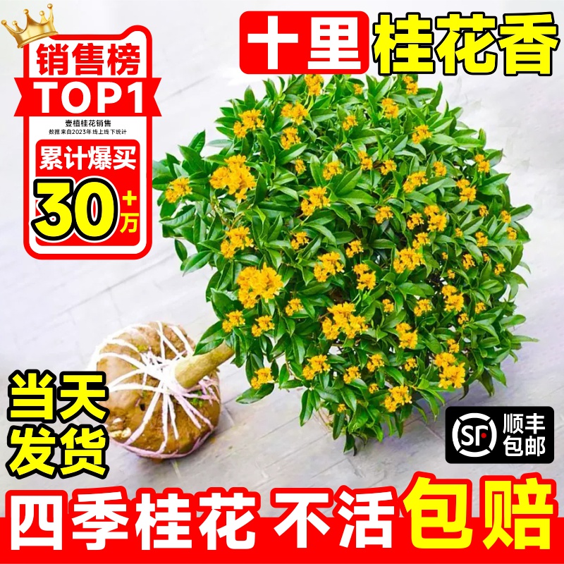 桂花树苗四季桂盆栽室内花卉植物金桂丹桂庭院大树浓香型绿植开花