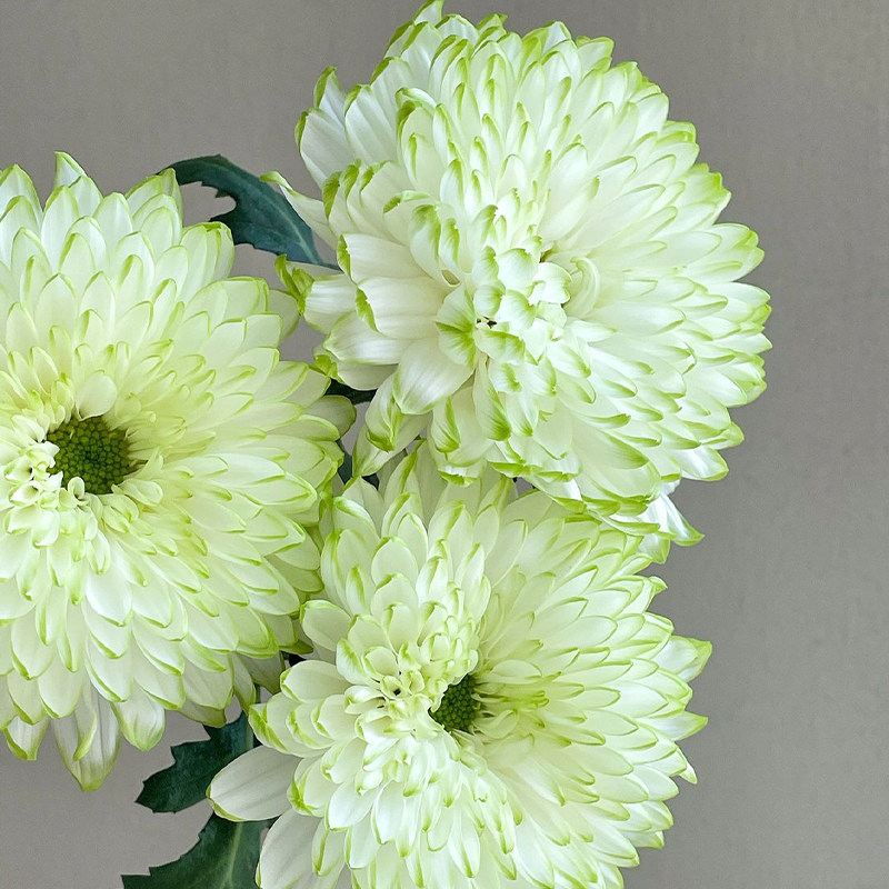 绿天赞安娜菊烟花菊鲜花云南直发黄色插花花期超长鲜切花菊花真花