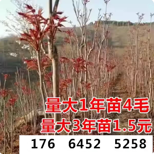 泰山红油香椿苗果树苗可盆栽地栽当年可食用大棚矮化红芽香椿树苗