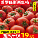 正宗四川自然熟普罗旺斯西红柿5斤新鲜生吃水果露天沙瓤大番茄9