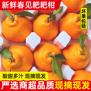 正宗四川春见耙耙柑5-9斤粑粑柑橘子新鲜水果当季整箱丑桔纯甜10