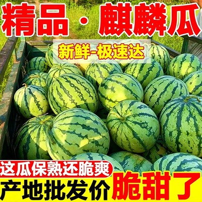 美都麒麟西瓜沙瓤瓜冰糖西瓜