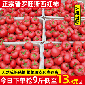 正宗山东自然熟普罗旺斯西红柿5斤新鲜生吃水果露天沙瓤大番茄9