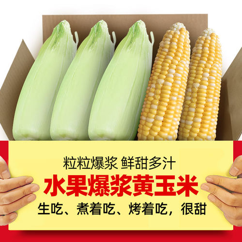 新鲜农家水果黄玉米5-9斤