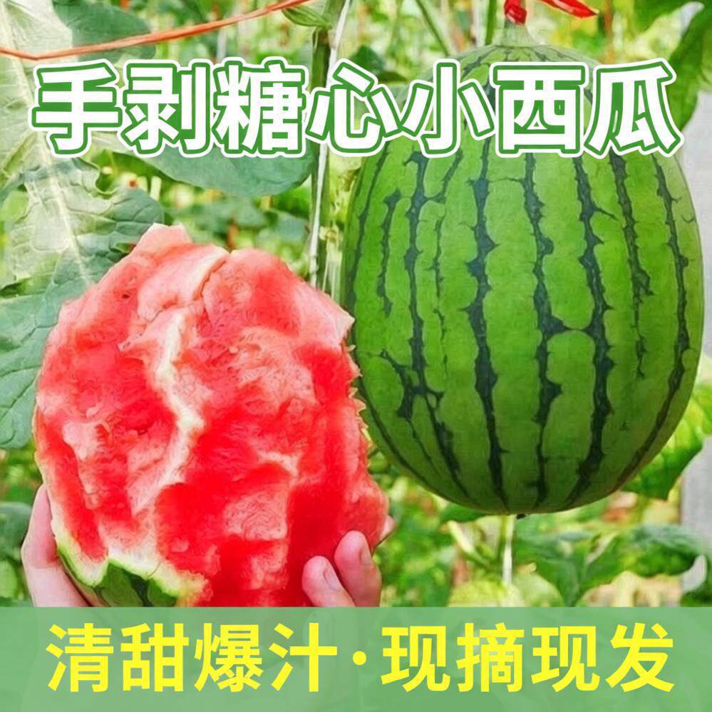 当季现摘2k手撕西瓜美都麒麟西瓜水果新鲜红瓤熟瓜沙薄皮甜瓜手剥