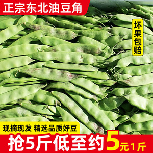 东北油豆角现摘新鲜蔬菜5斤一点红油豆角九月青黑龙江整箱包邮10