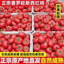 正宗自然熟普罗旺斯西红柿5斤新鲜生吃水果山东露天沙瓤大番茄9