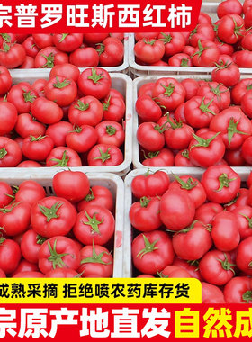 正宗自然熟普罗旺斯西红柿5斤新鲜生吃水果山东露天沙瓤大番茄9