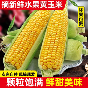 四川现摘带皮黄甜水果玉米5-9斤新鲜爆浆即食生的玉米金银棒子