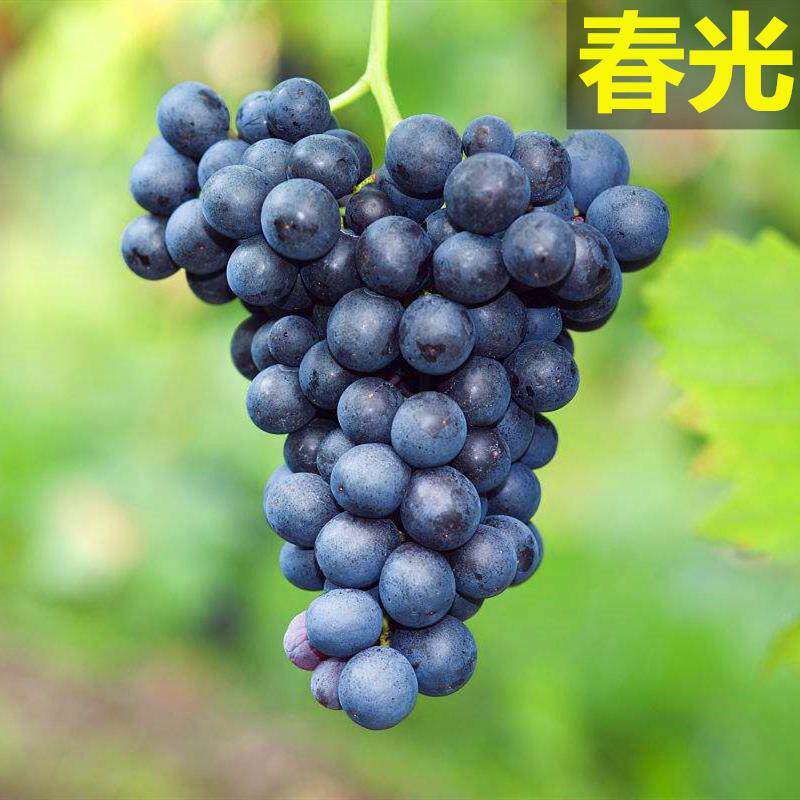 葡萄新品种 春光葡萄苗 具有草莓味的葡萄树苗8月成熟 抗病性特强