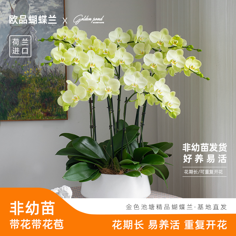精品蝴蝶兰[日光浴]室内花卉带花带花苞 婚礼  开花耐寒绿植盆栽