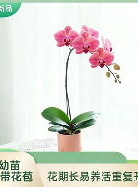 金色池塘  蝴蝶兰【金玉满堂】新年带花室内乔迁开业礼物