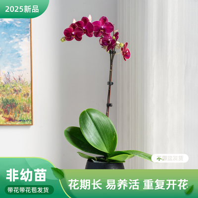 蝴蝶兰盆栽带花苞客厅餐桌绿植花蝴蝶兰【超跑女神】室内花卉巧工