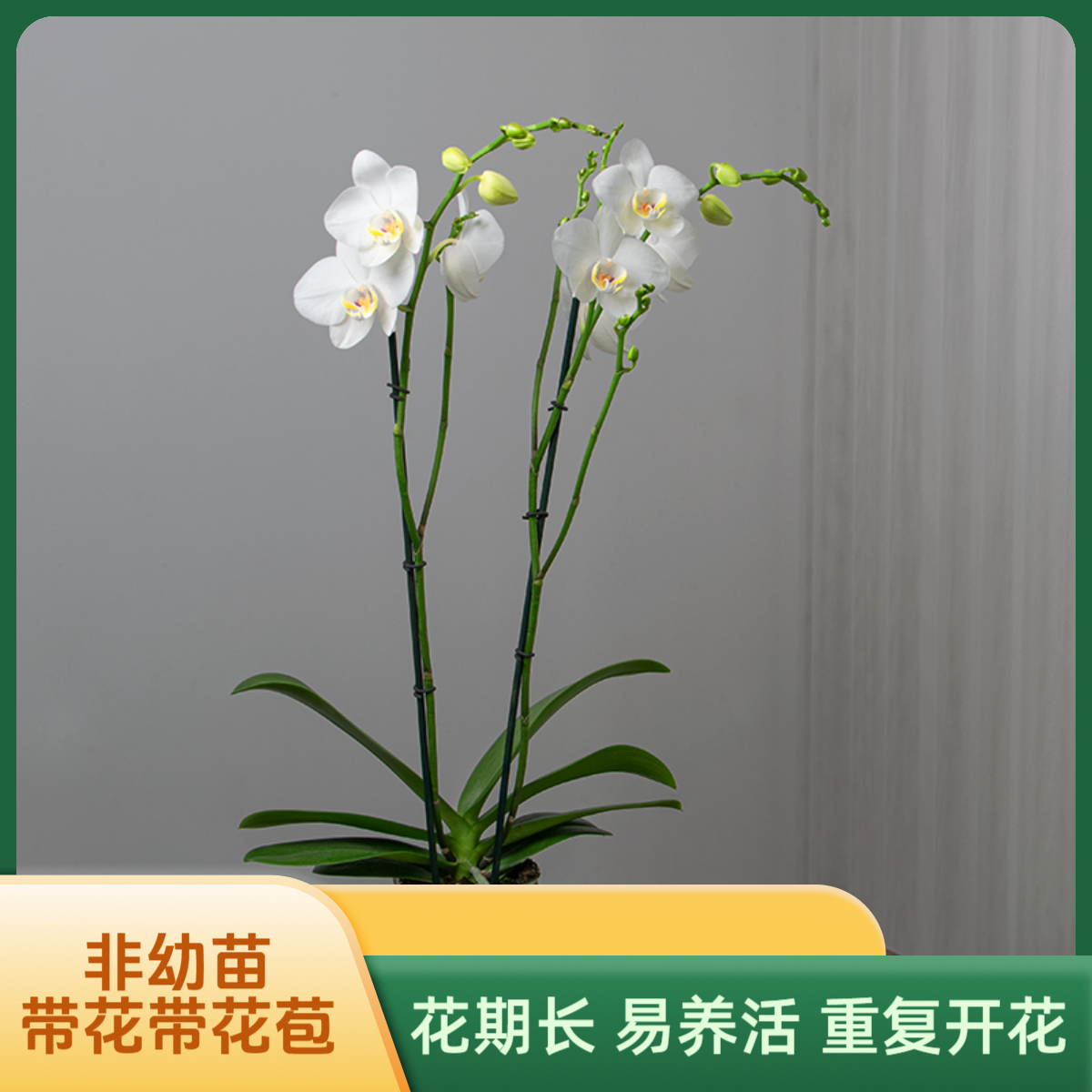 金色池塘 蝴蝶兰基地 【多佛】花卉带花室内乔迁开业礼品巧工