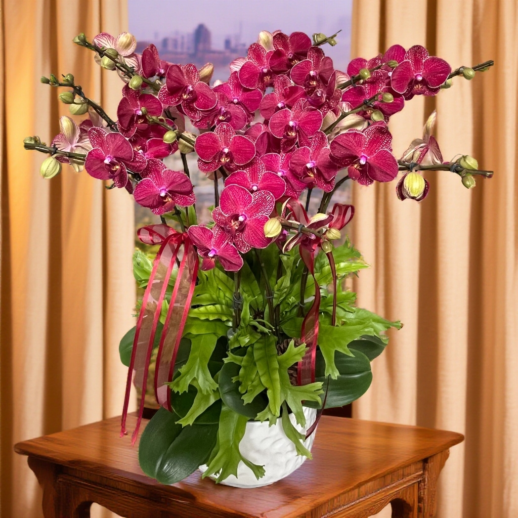 蝴蝶兰【超跑女神】带花办公桌室内花卉带花苞客厅阳台绿植种植