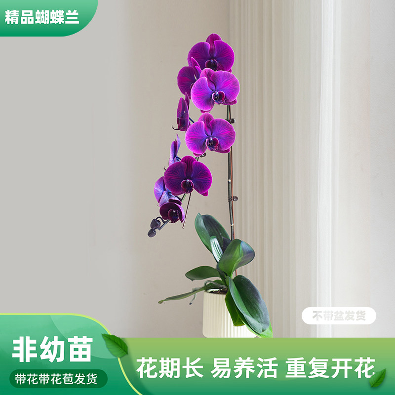 带花苞花苗大苗四季好养活