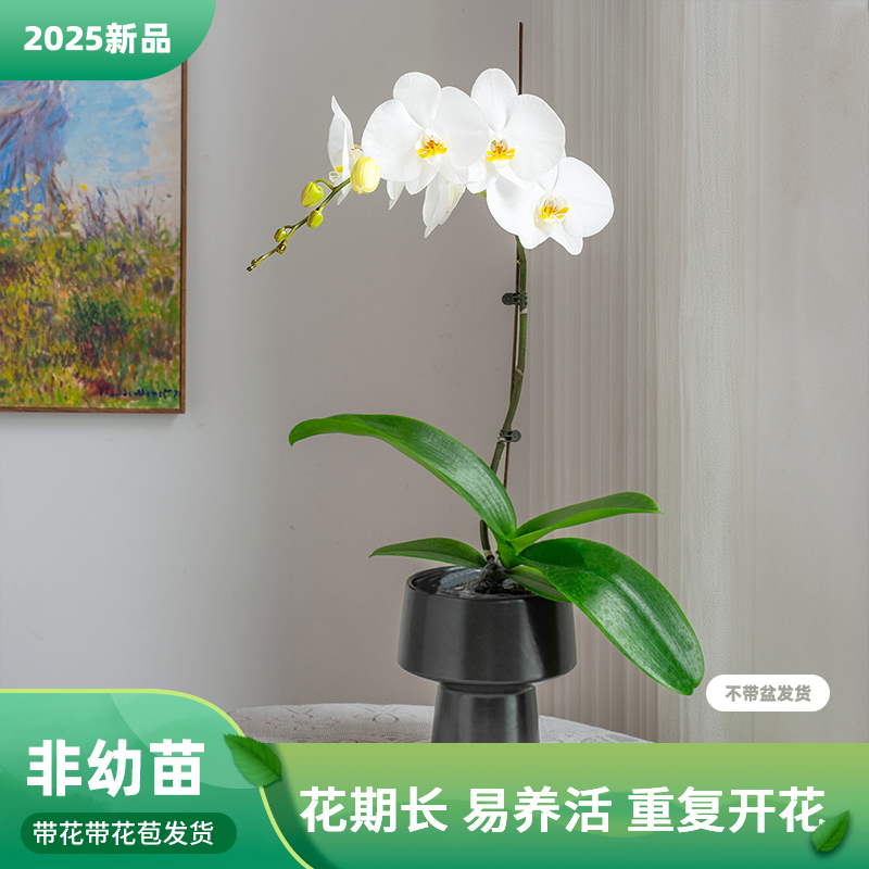 蝴蝶兰盆栽带花苞客厅餐桌绿植花蝴蝶兰【剑桥】室内花卉巧工