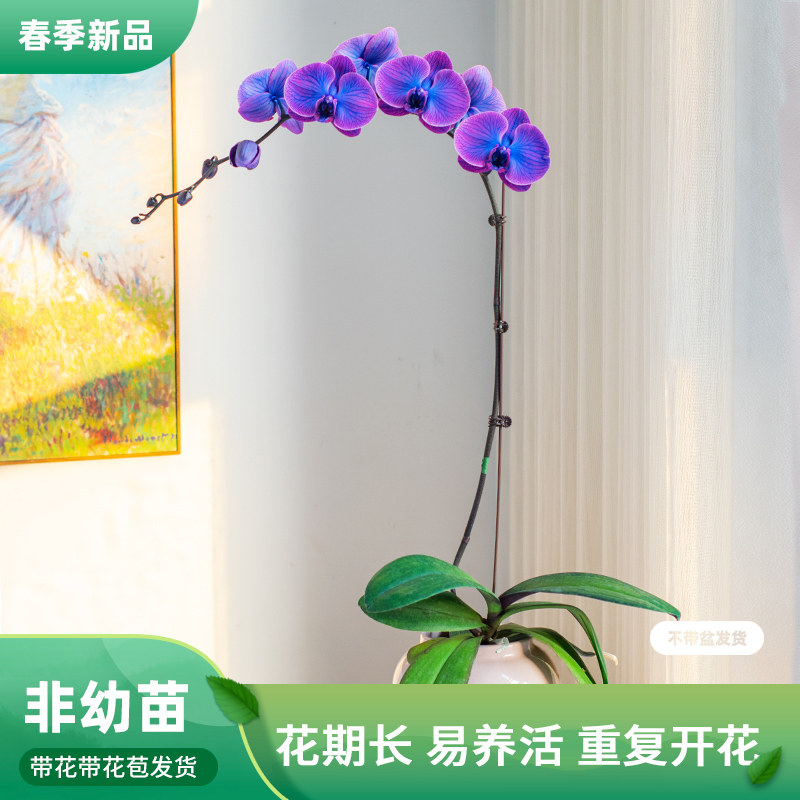 金色池塘【马卡龙黑雾紫蝶】蝴蝶蝴蝶兰