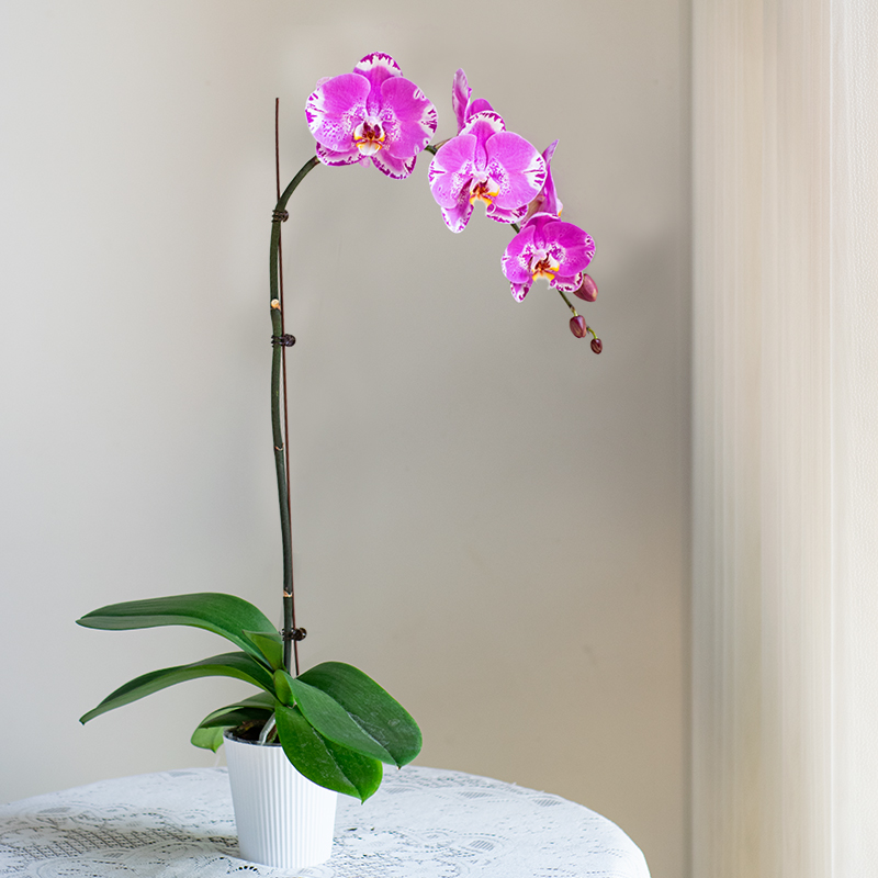 金色池塘 蝴蝶兰基地 【藏宝图】花卉带花室内乔迁开业礼品巧工