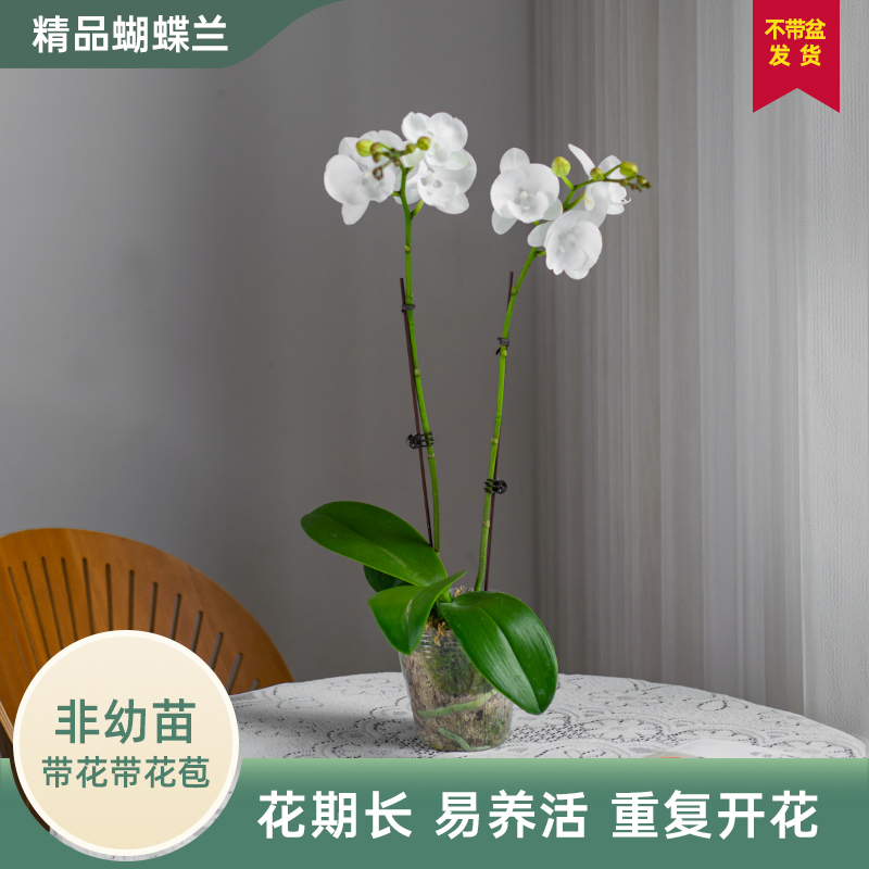 金色池塘 蝴蝶兰基地 【白天鹅.曼塔吉利】花卉带花室内乔迁巧工